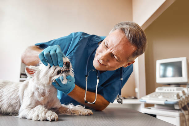 Best Urgent Dental Care in Isle Of Palms, SC